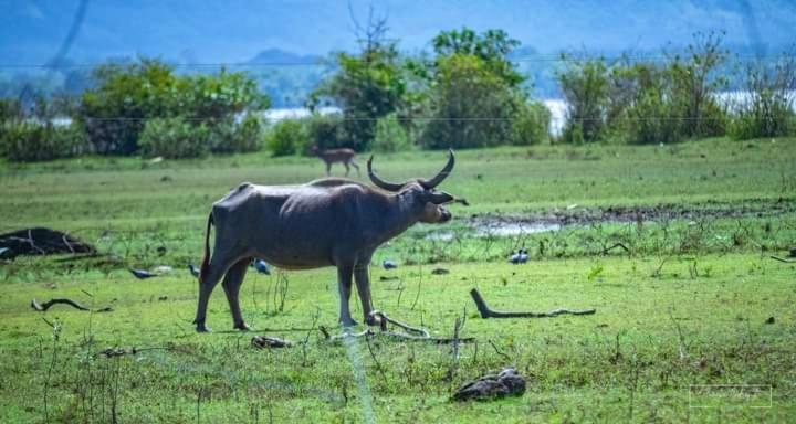 White Rose Safari Home Stay อุดาวาลาเว ภายนอก รูปภาพ